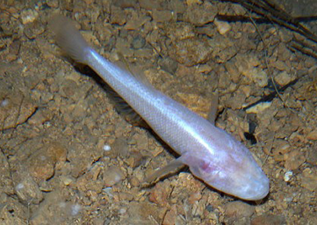 Một[-]con[-]c&aacute;[-]m&ugrave;[-]di[-]chuyển[-]trong[-]một[-]hang[-]dưới[-]nước.[-]Ảnh:[-]Gizmag.